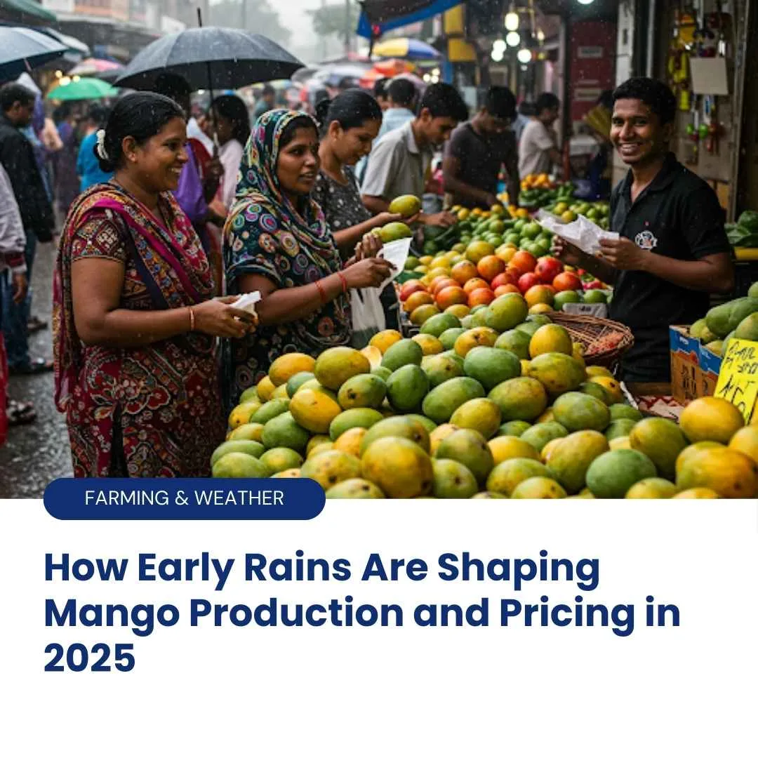 Early Monsoon Effects on Mango Cultivation and Market Dynamics